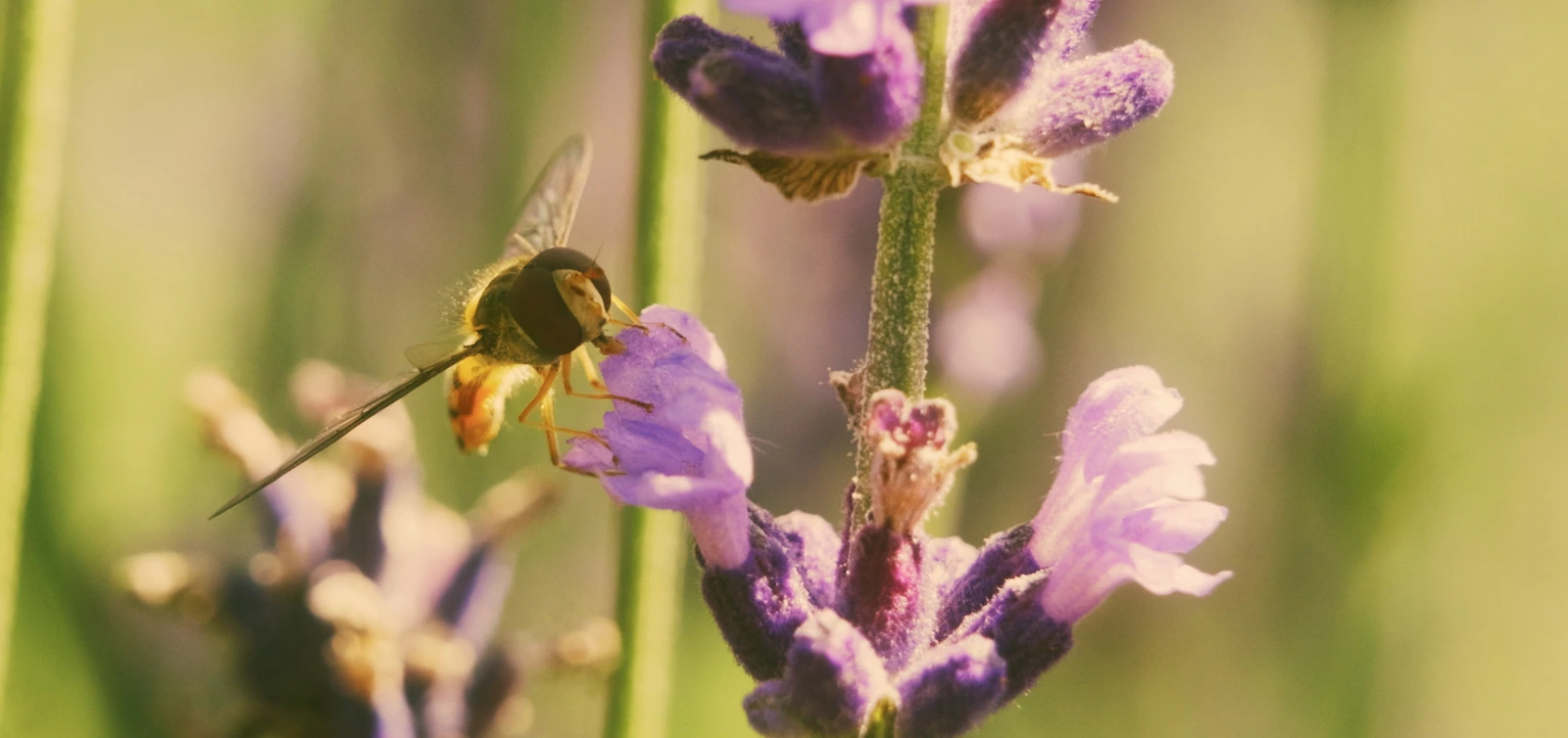 Schwebfliege an einer Lavendelblüte